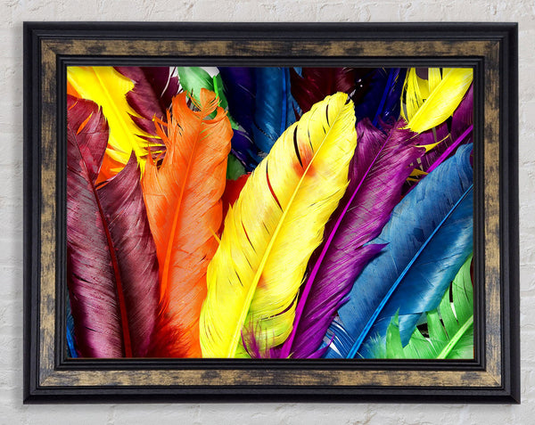 Feathers In Colours Framed Print