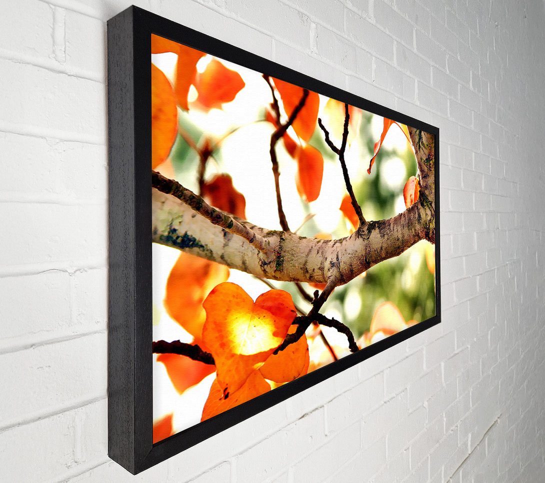  A Canvas Print of Fall Tree Canvas Print