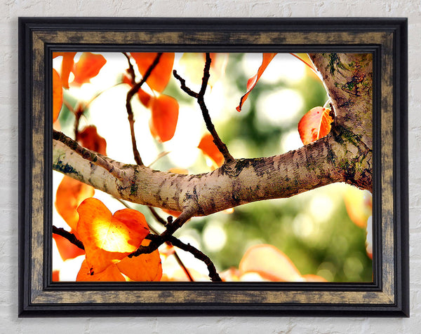 Fall Tree Framed Print