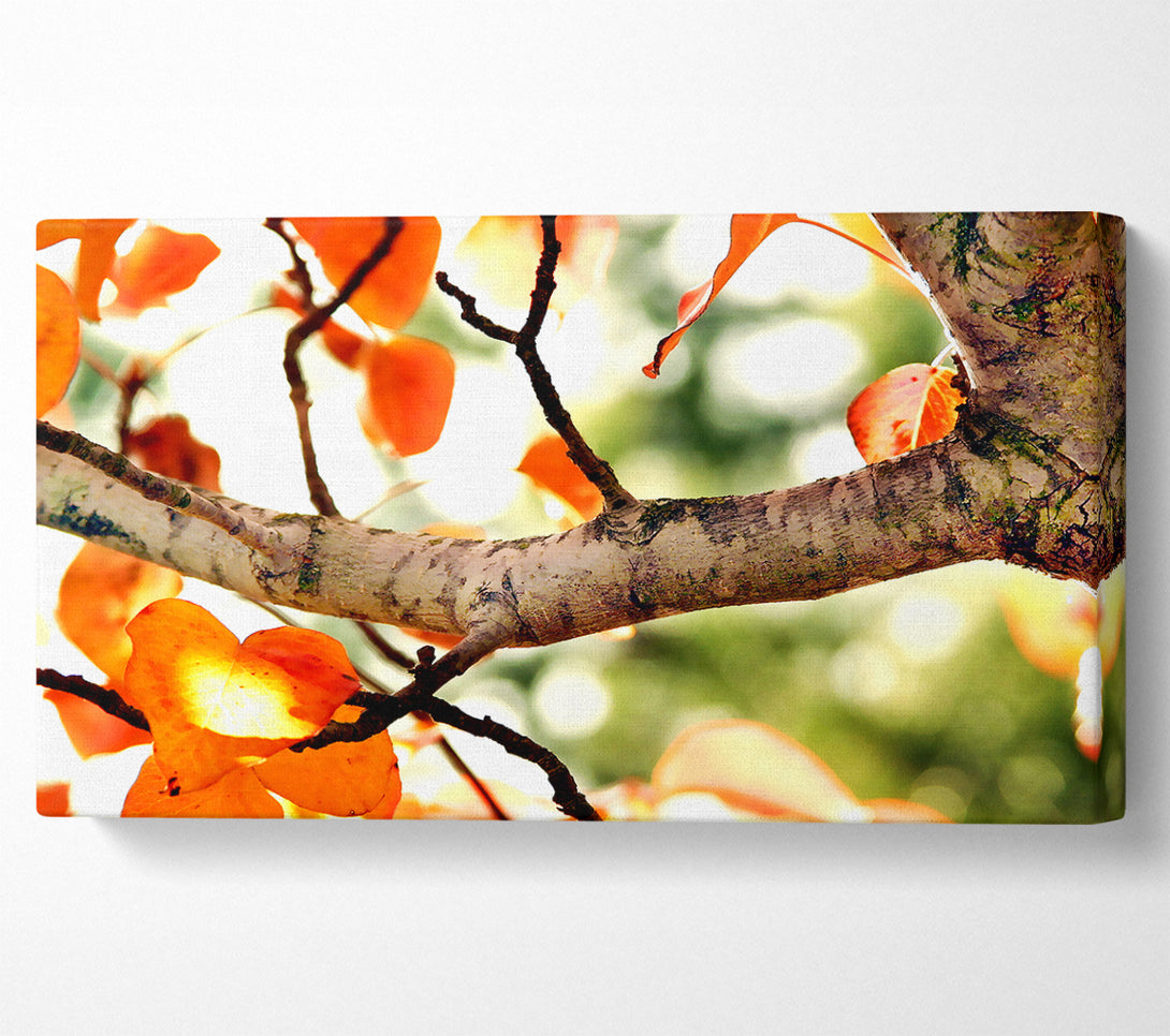  A Canvas Print of Fall Tree Canvas Print
