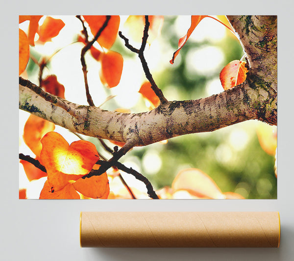 Fall Tree Giclee Print