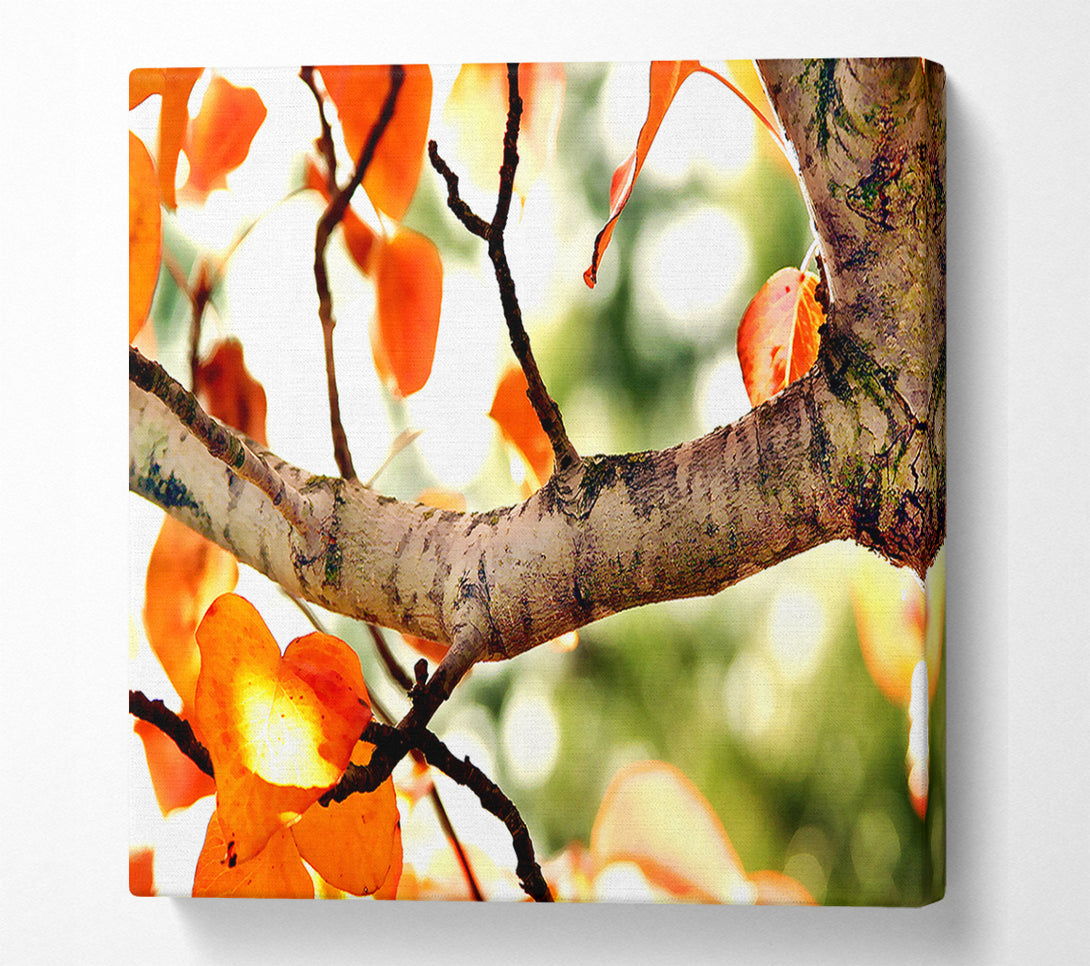  A Canvas Print of Fall Tree Canvas Print