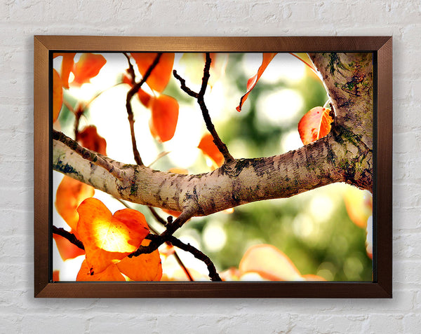Fall Tree Framed Print