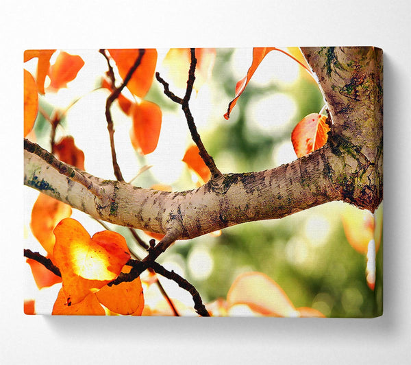  A Canvas Print of Fall Tree Canvas Print