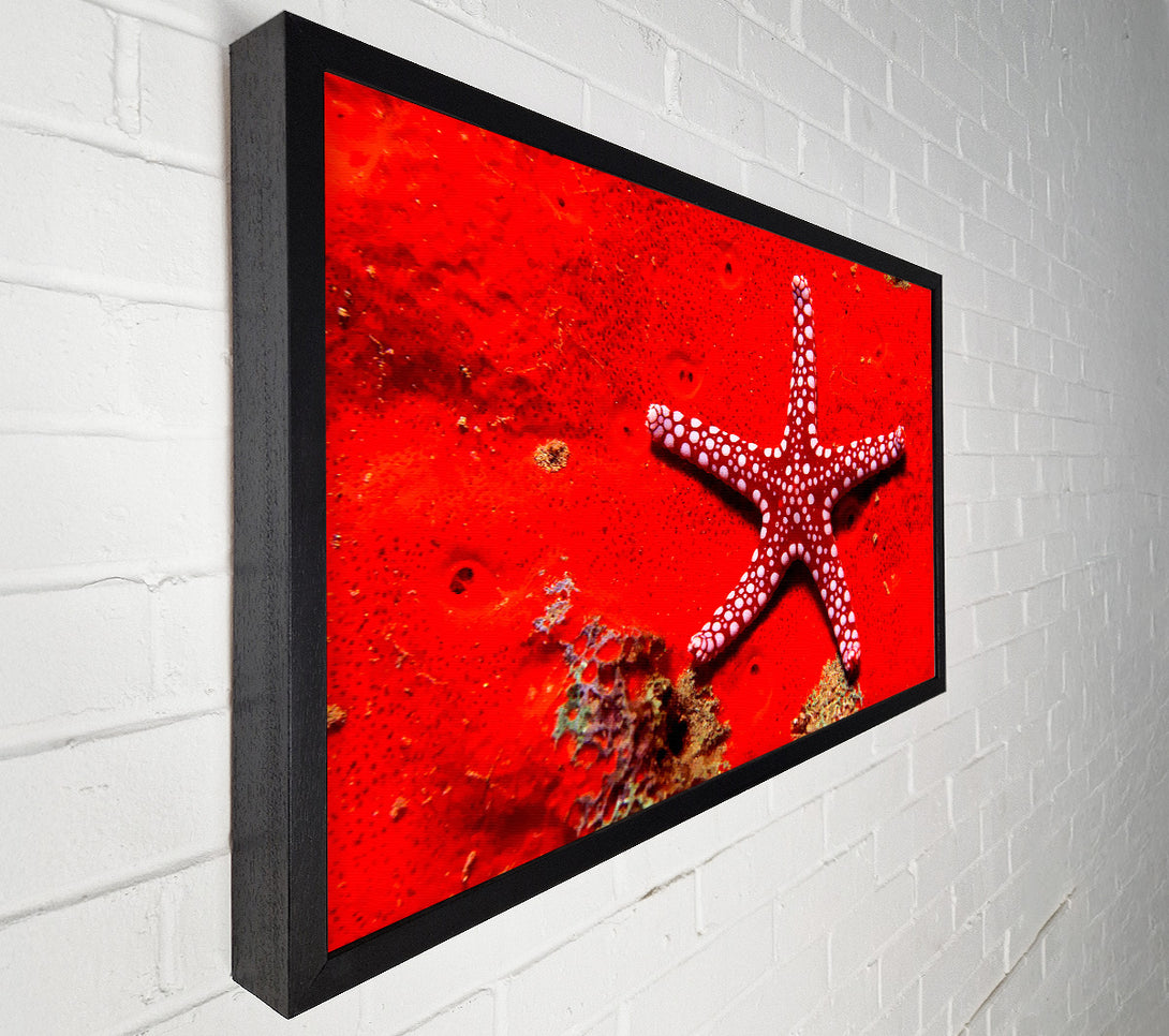  A Canvas Print of Red Starfish Canvas Print