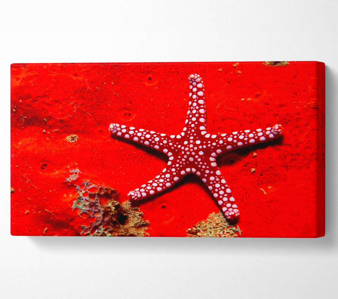  A Canvas Print of Red Starfish Canvas Print