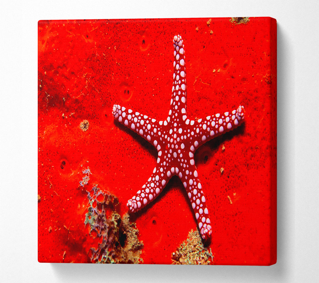  A Canvas Print of Red Starfish Canvas Print