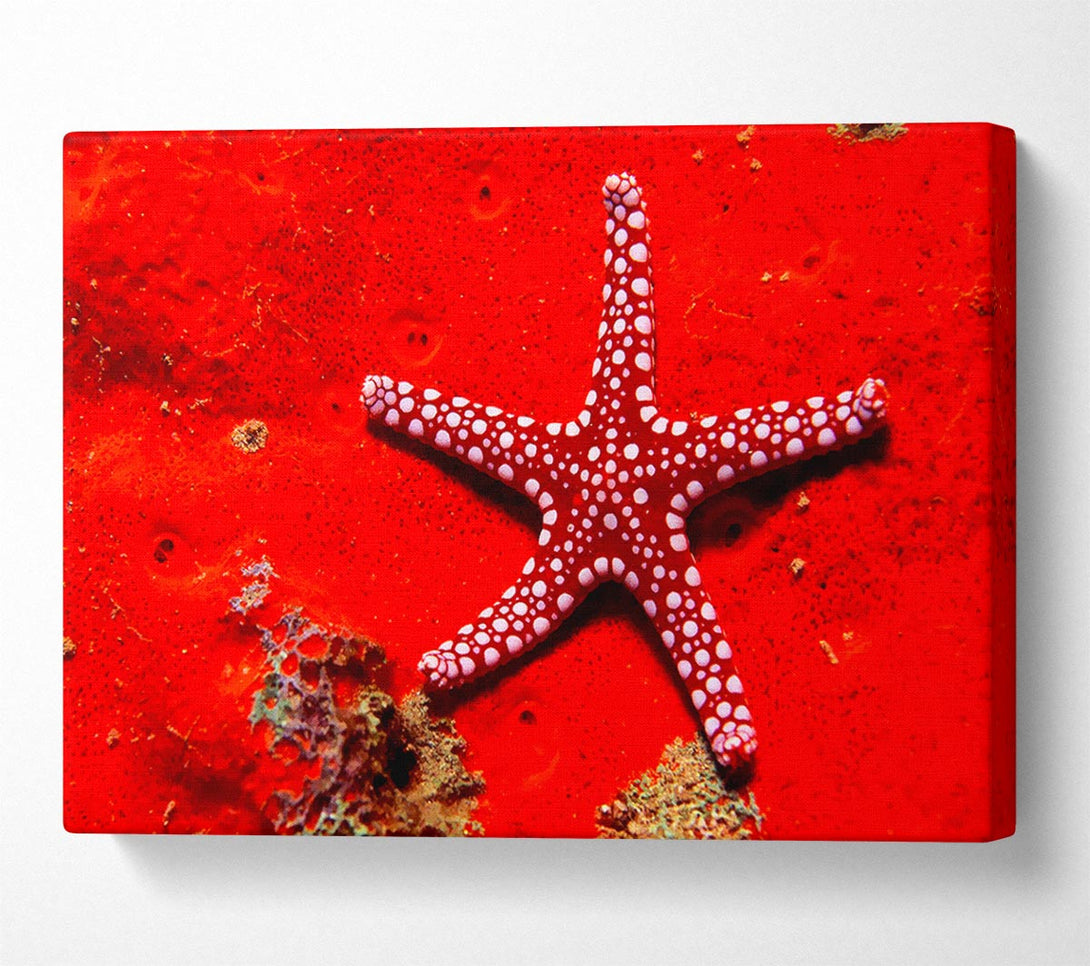  A Canvas Print of Red Starfish Canvas Print