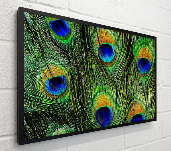 Peacock Feathers