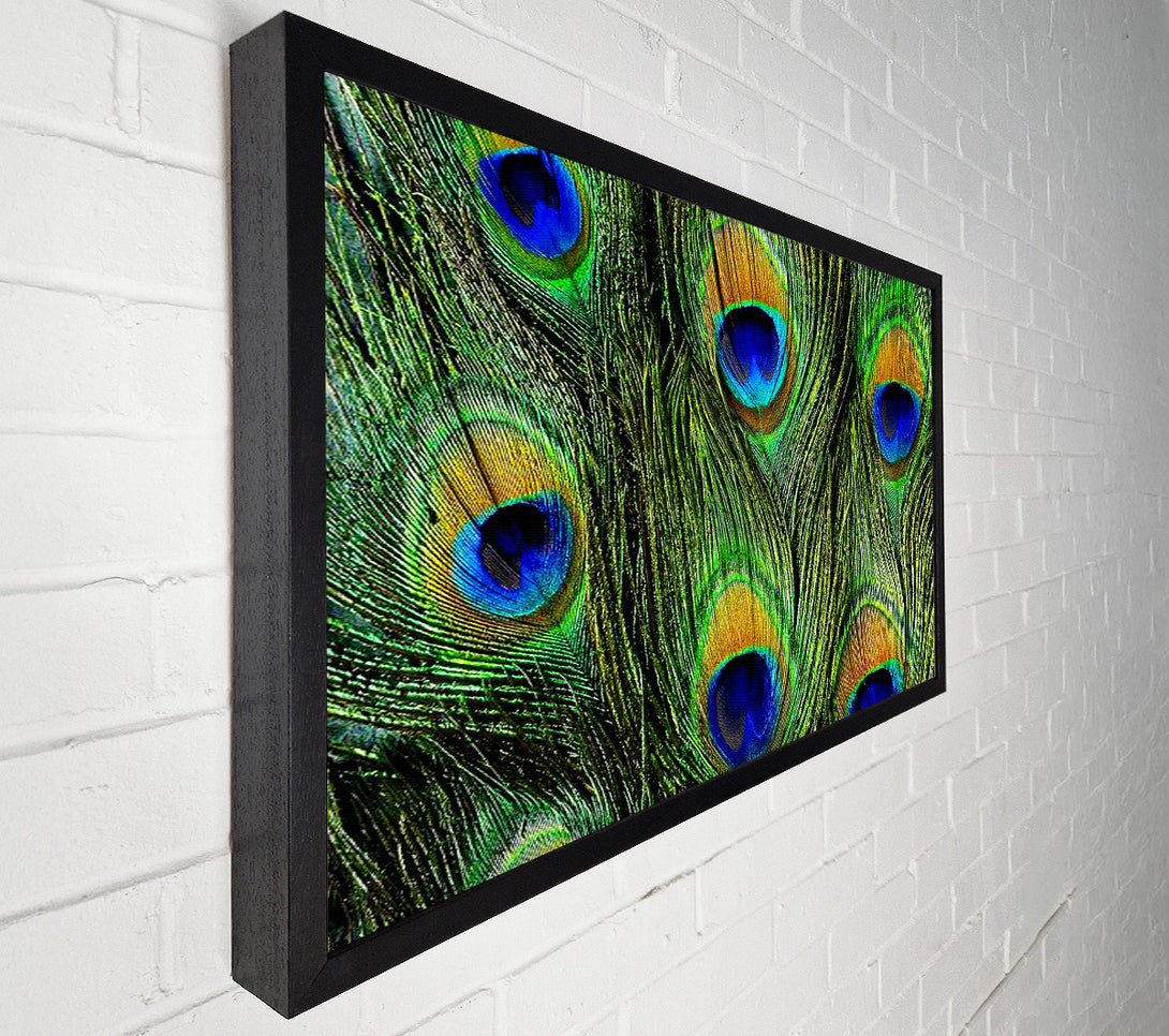  A Canvas Print of Peacock Feathers Canvas Wall Art