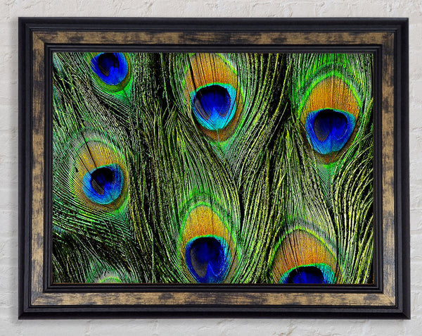 Peacock Feathers Framed Print