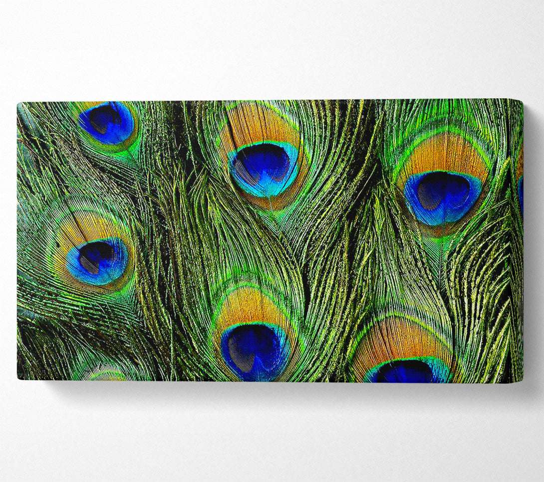  A Canvas Print of Peacock Feathers Canvas Wall Art