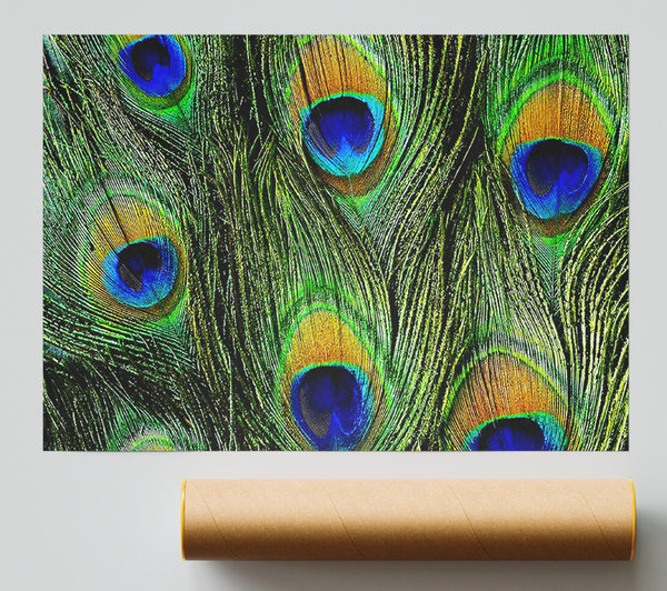 Peacock Feathers Print