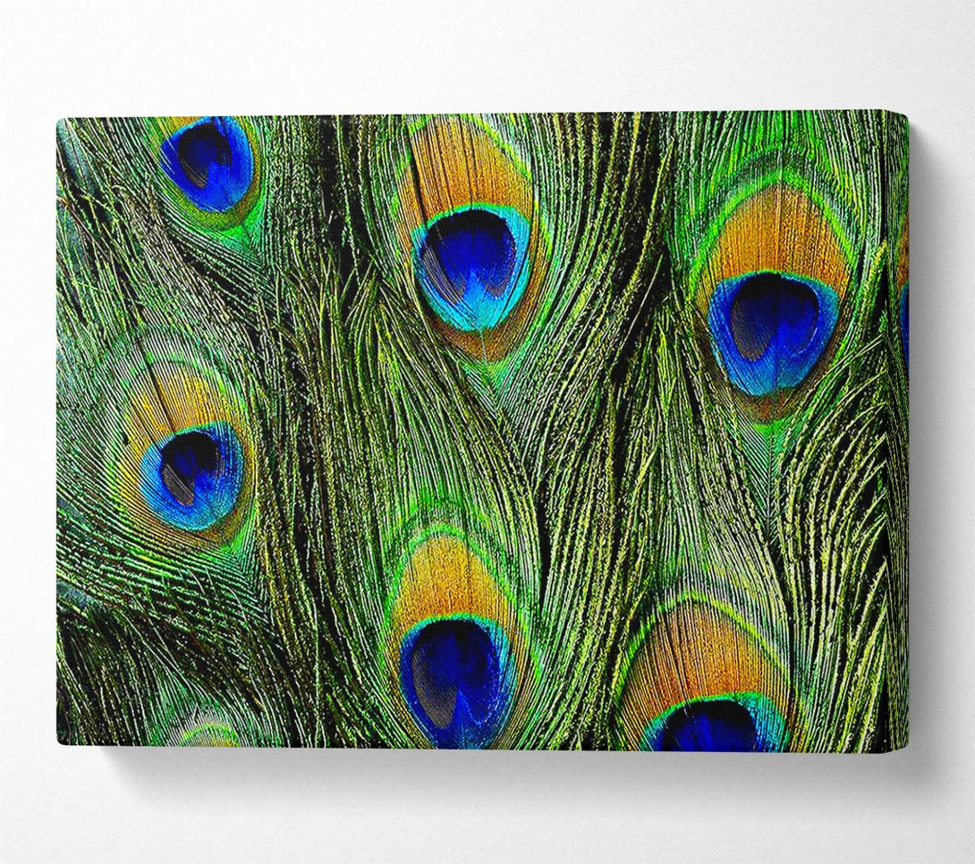  A Canvas Print of Peacock Feathers Canvas Wall Art
