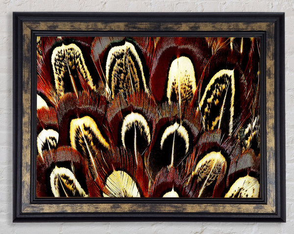 Feather Fan Framed Print