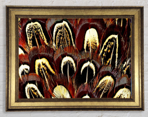 Feather Fan Framed Print