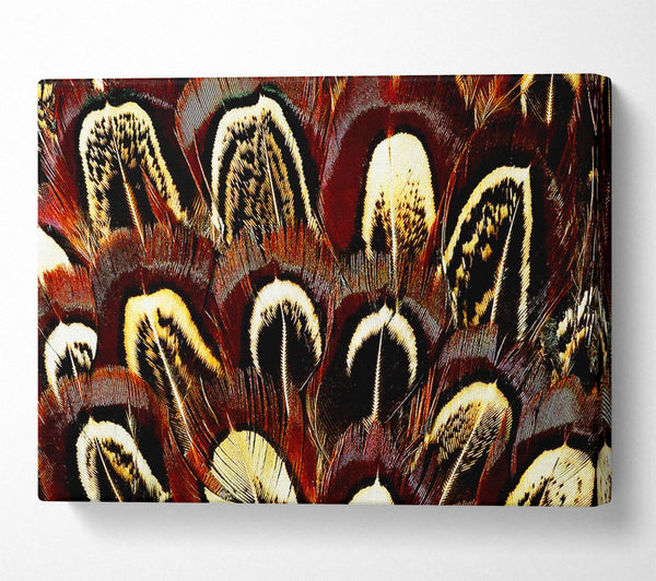  A Canvas Print of Feather Fan Canvas Art