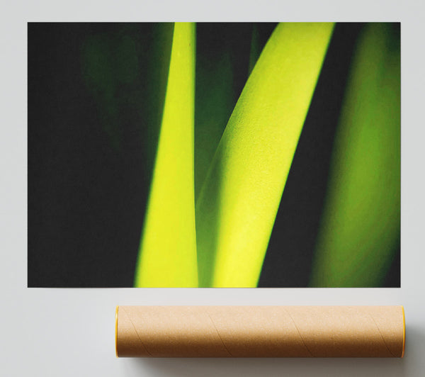 Green Leaf Shine Giclee Print
