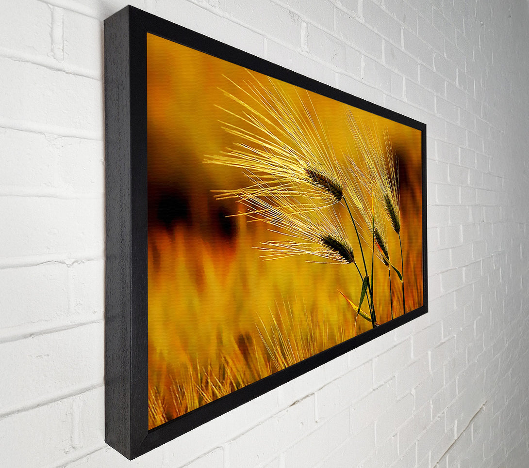  A Canvas Print of Wheat In The Golden Sunlight Canvas Print