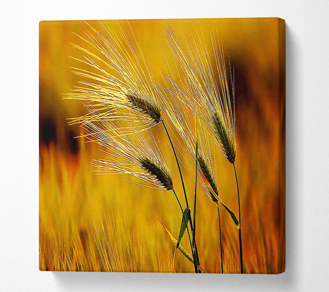  A Canvas Print of Wheat In The Golden Sunlight Canvas Print