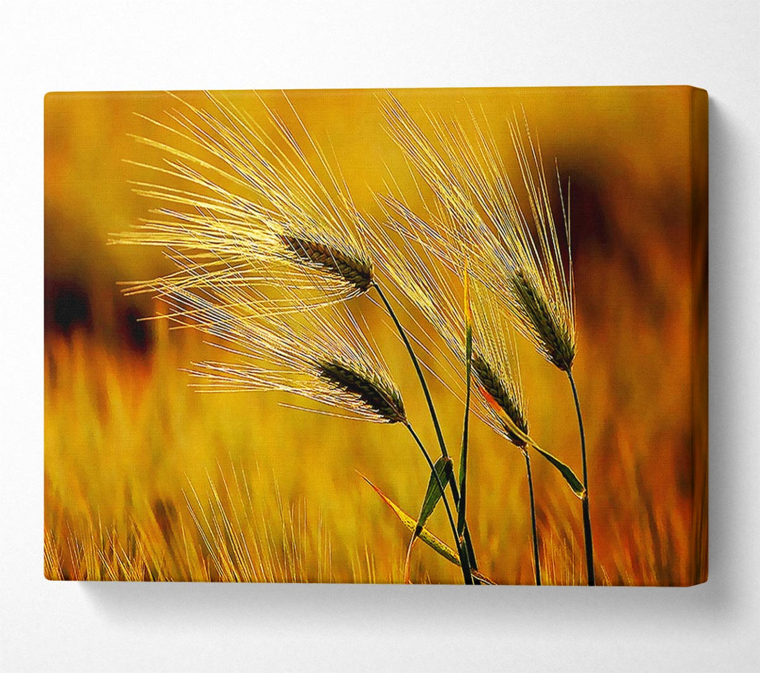  A Canvas Print of Wheat In The Golden Sunlight Canvas Print