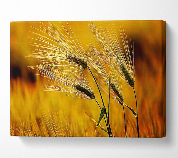  A Canvas Print of Wheat In The Golden Sunlight Canvas Print