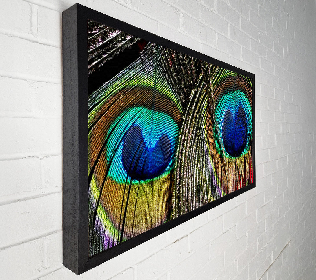  A Canvas Print of Peacock Feather Duo Canvas Print