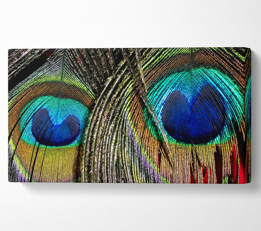  A Canvas Print of Peacock Feather Duo Canvas Print
