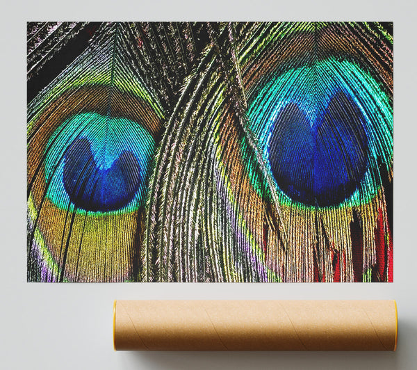 Peacock Feather Duo Print