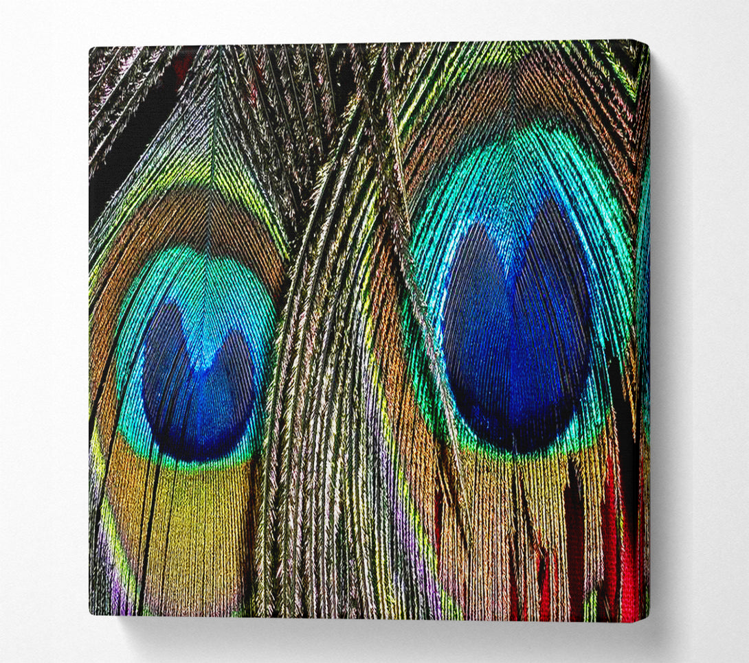 A Canvas Print of Peacock Feather Duo Canvas Print