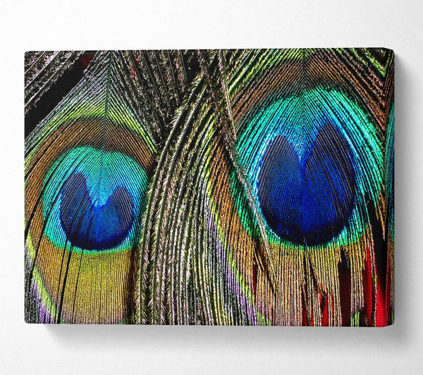  A Canvas Print of Peacock Feather Duo Canvas Print