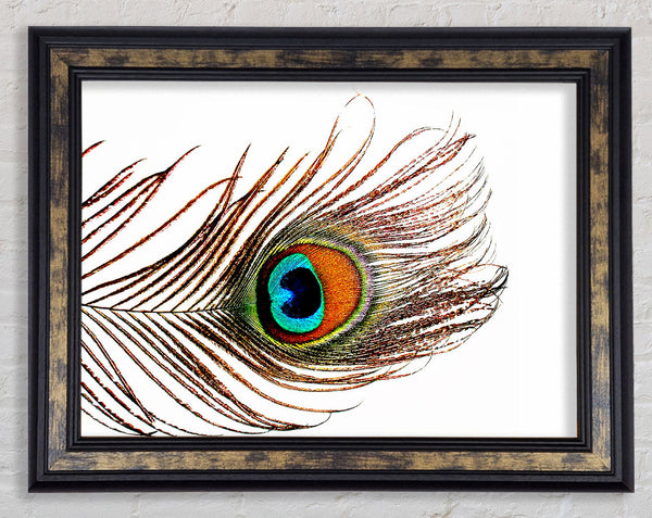 Peacock Feather Framed Print
