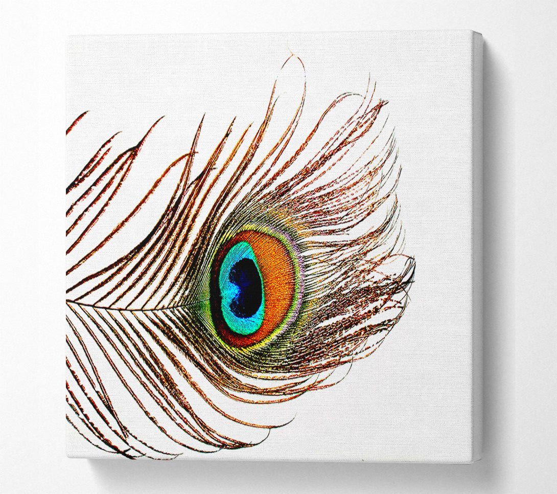  A Canvas Print of Peacock Feather Canvas Art