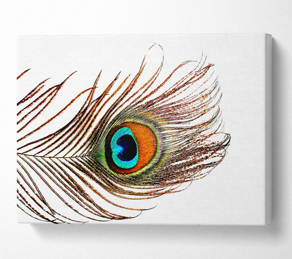  A Canvas Print of Peacock Feather Canvas Art