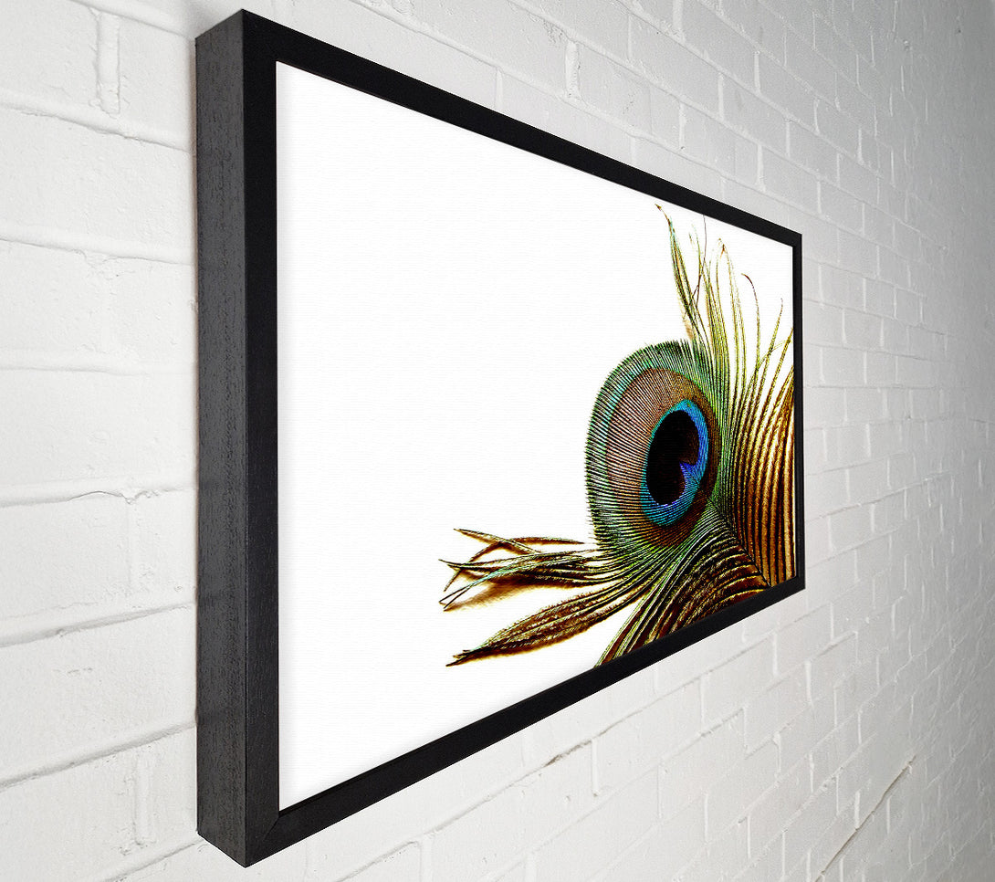  A Canvas Print of Peacock Feather Close-Up Canvas Wall Art