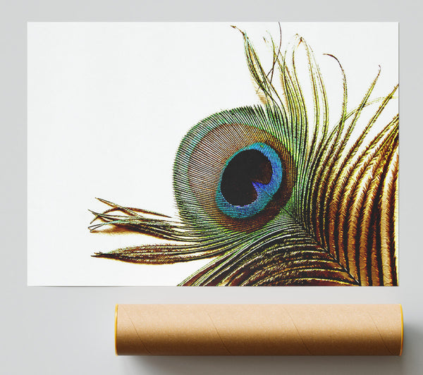 Peacock Feather Close-Up Print
