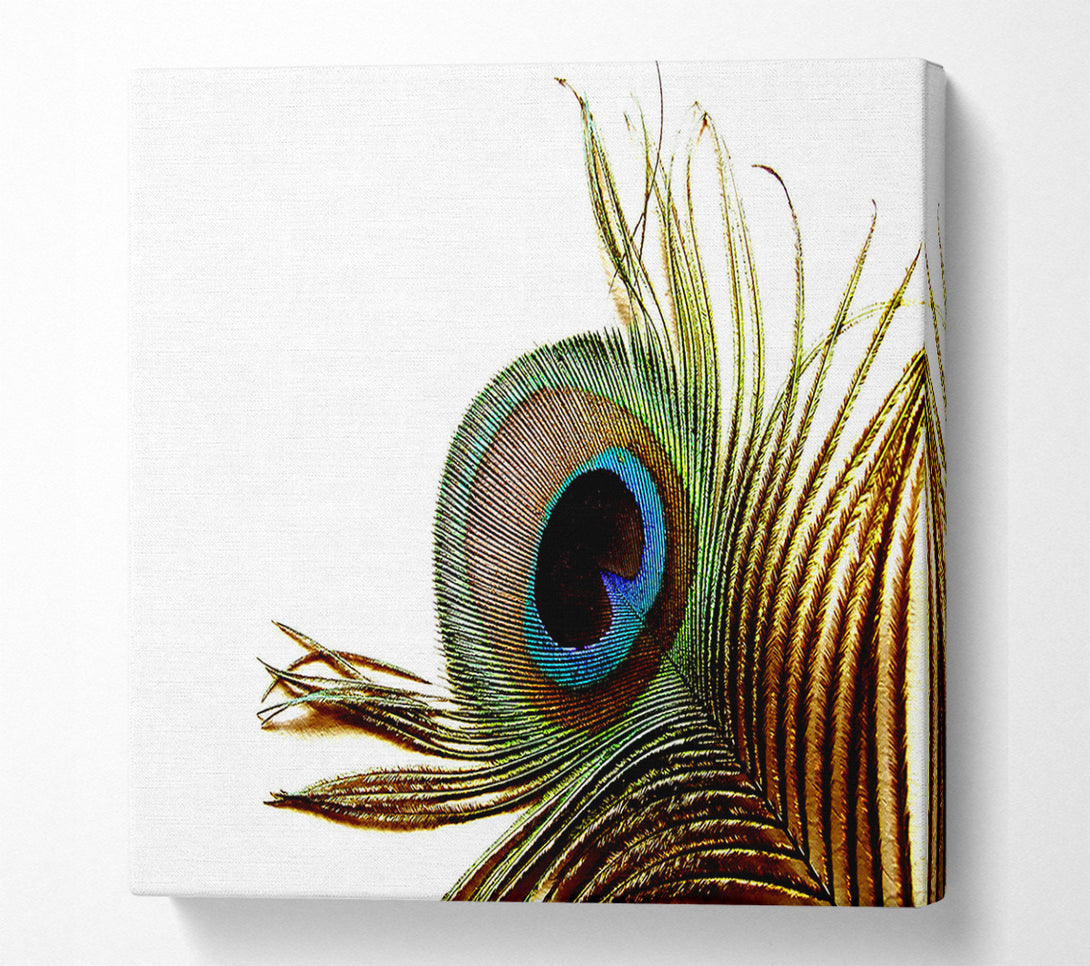  A Canvas Print of Peacock Feather Close-Up Canvas Wall Art