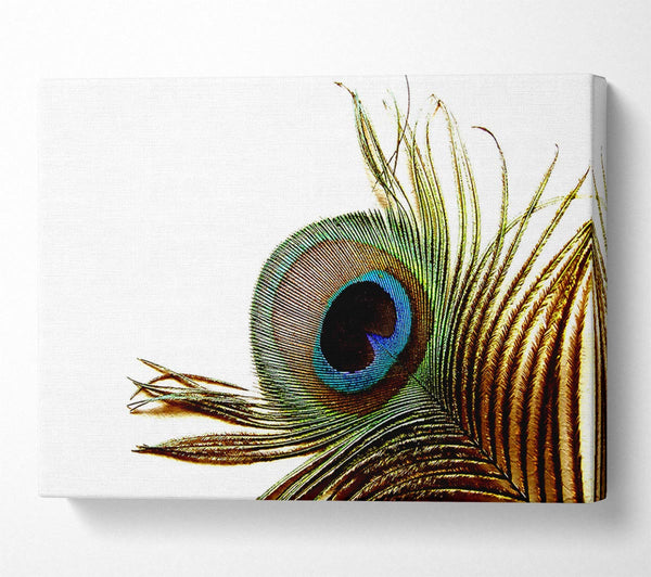  A Canvas Print of Peacock Feather Close-Up Canvas Wall Art