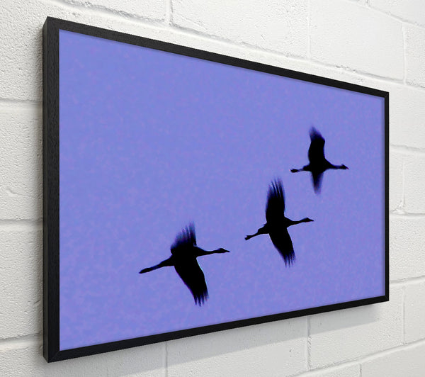 Geese Trio In Flight Purple