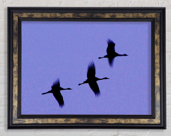 Geese Trio In Flight Purple Framed Print