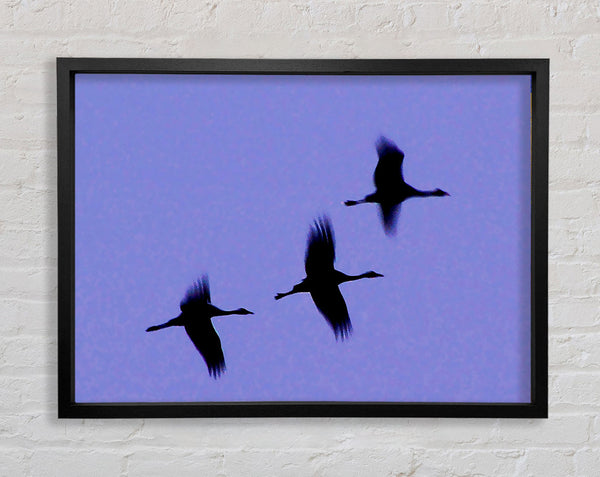 Geese Trio In Flight Purple Framed Print