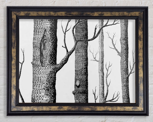 Black And White Tree Trunks Framed Print
