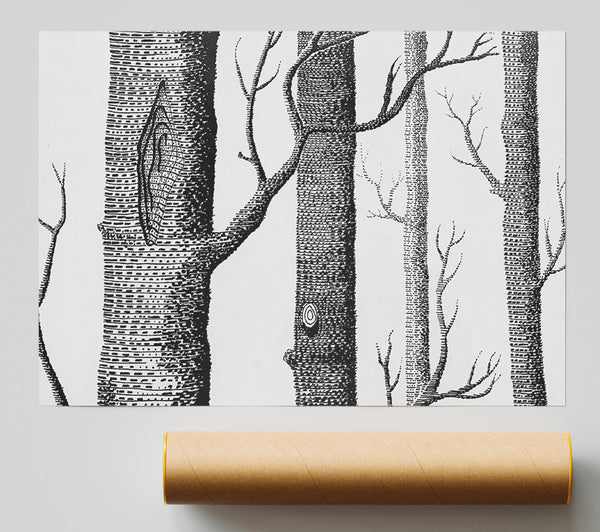 Black And White Tree Trunks Giclee Print