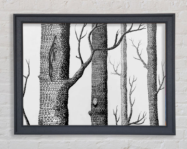Black And White Tree Trunks Framed Print