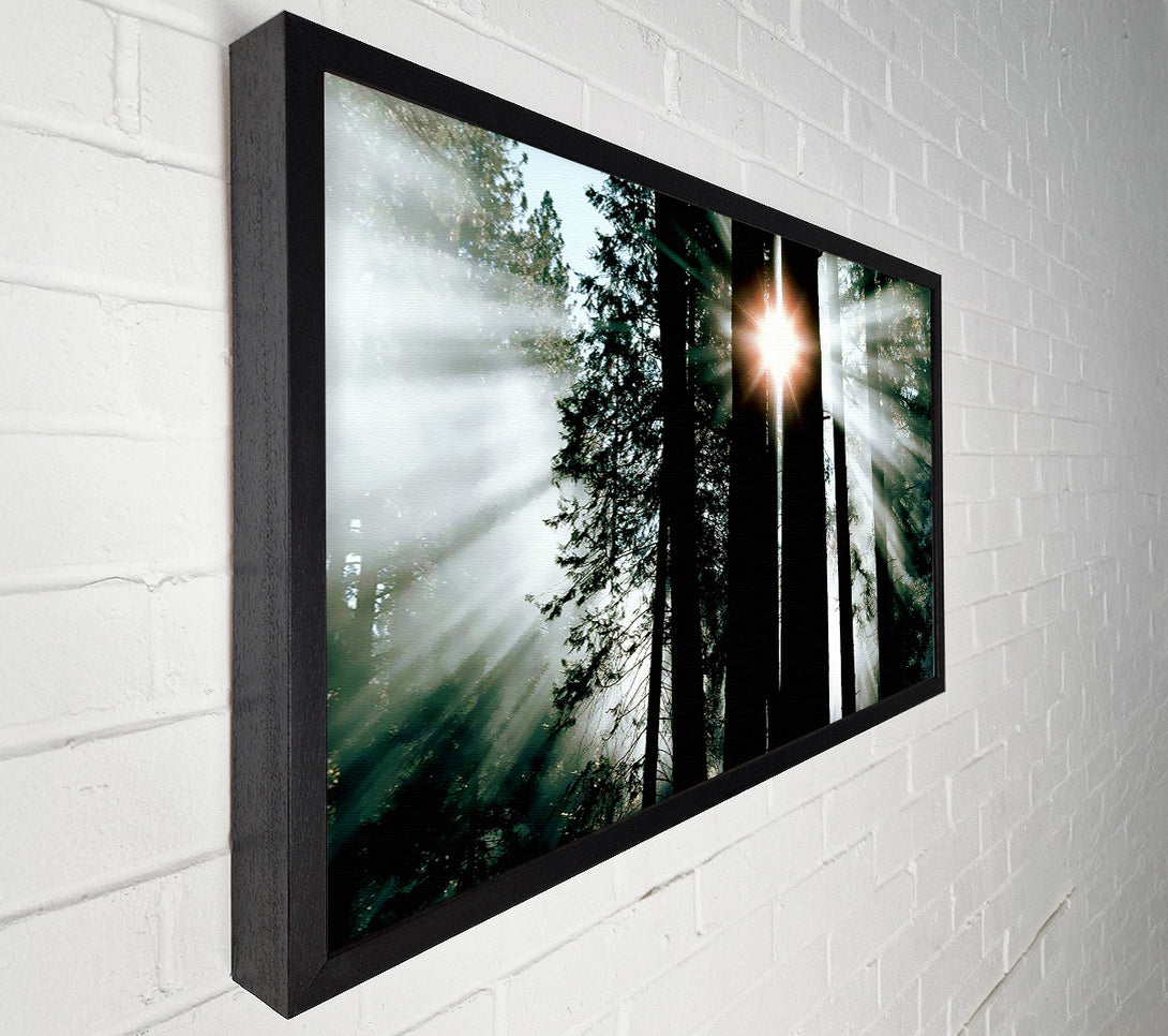  A Canvas Print of Sun Through The Trees Canvas Wall Art