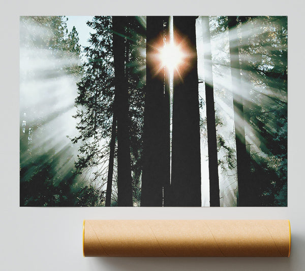 Sun Through The Trees Print
