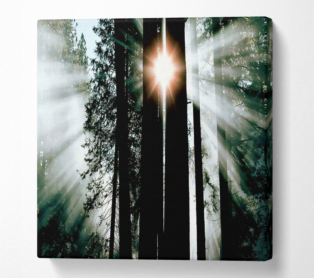  A Canvas Print of Sun Through The Trees Canvas Wall Art