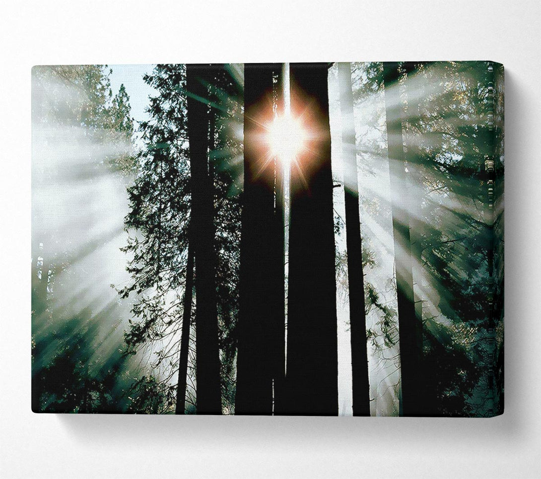  A Canvas Print of Sun Through The Trees Canvas Wall Art