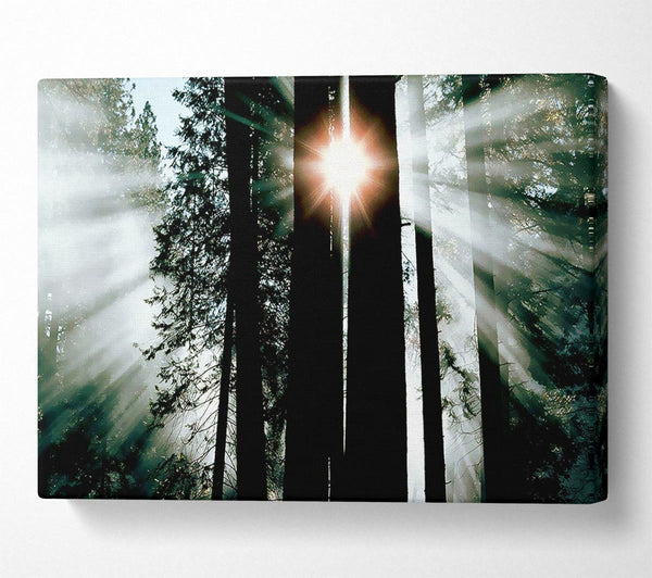  A Canvas Print of Sun Through The Trees Canvas Wall Art