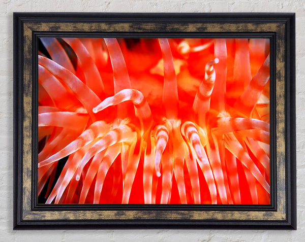 The Sea Of Life Framed Print